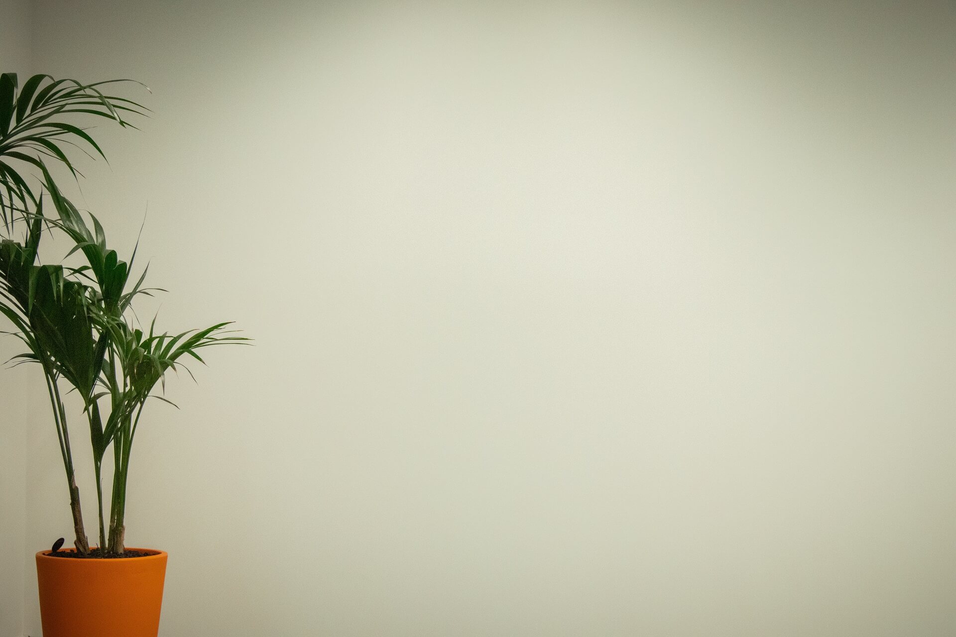 plant 1920×1280 – opt